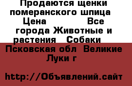 Продаются щенки померанского шпица › Цена ­ 45 000 - Все города Животные и растения » Собаки   . Псковская обл.,Великие Луки г.